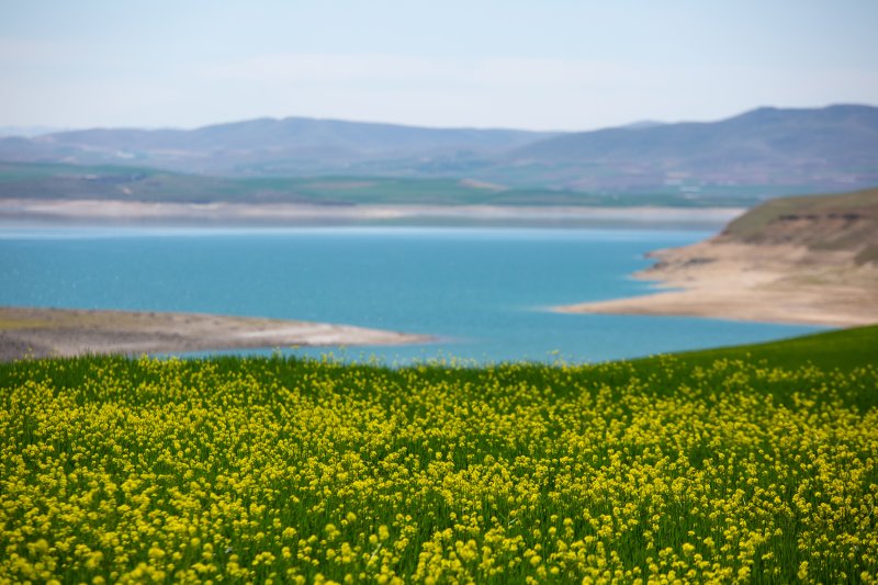 Tunceli'de hardal çiçekleri görsel şölen oluşturdu 