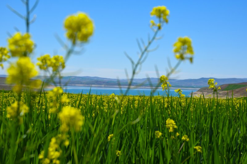 Tunceli'de hardal çiçekleri görsel şölen oluşturdu 