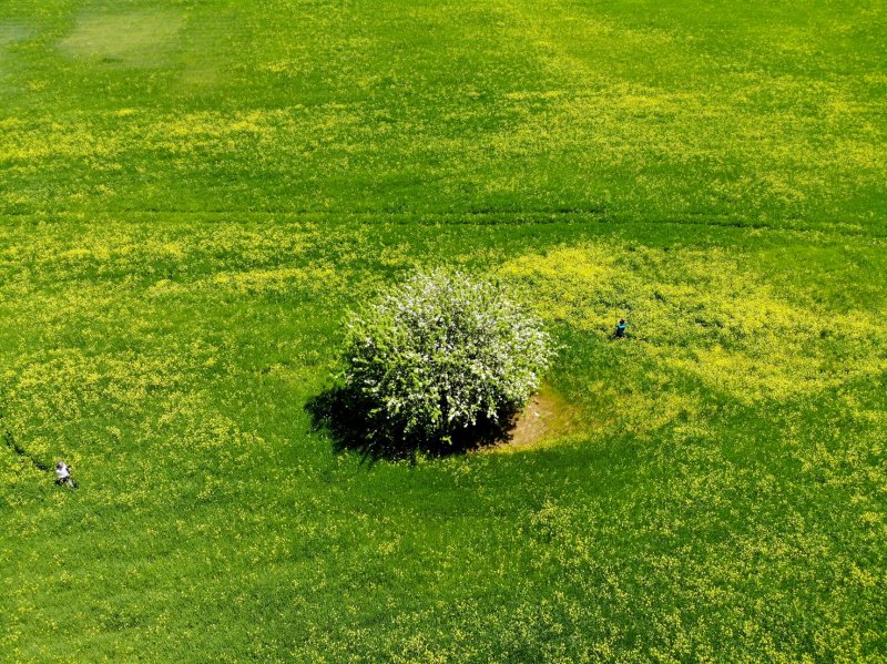 Tunceli'de hardal çiçekleri görsel şölen oluşturdu 