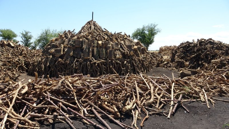 Portakal ağaçlarının kömür yolculuğu