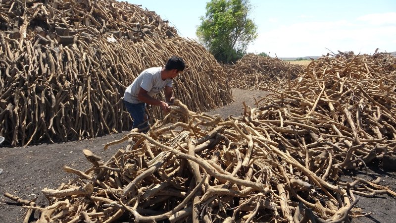Portakal ağaçlarının kömür yolculuğu