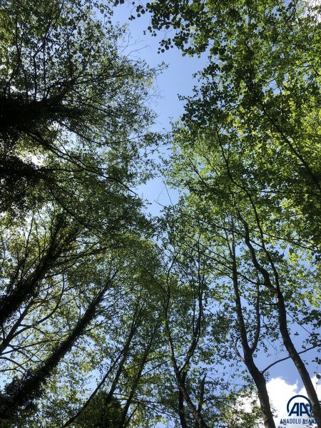 Kazdağları doğal güzelliğiyle görenleri büyülüyor