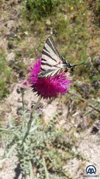 Kazdağları doğal güzelliğiyle görenleri büyülüyor