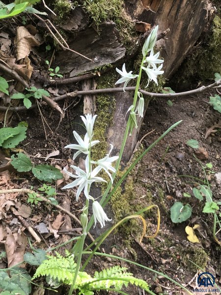 Kazdağları doğal güzelliğiyle görenleri büyülüyor