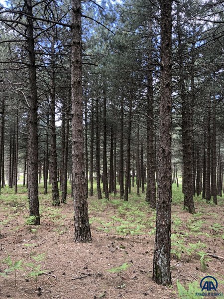 Kazdağları doğal güzelliğiyle görenleri büyülüyor