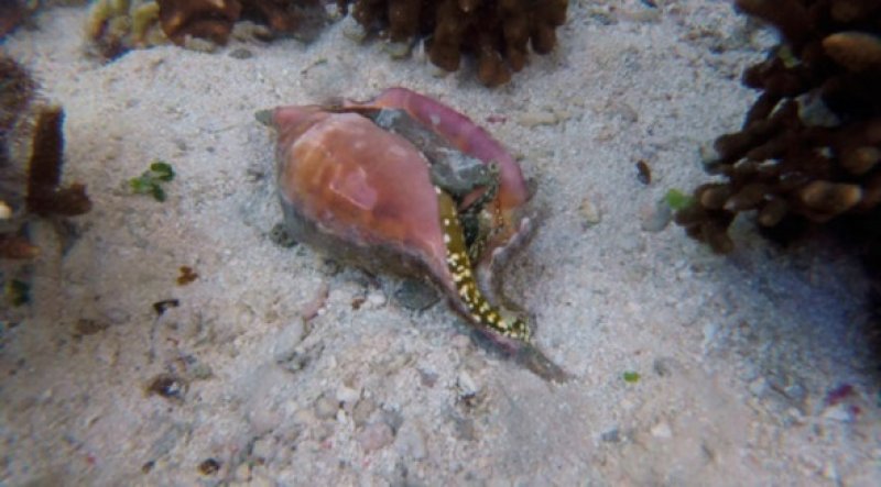 Dünyanın en tehlikeli hayvanları