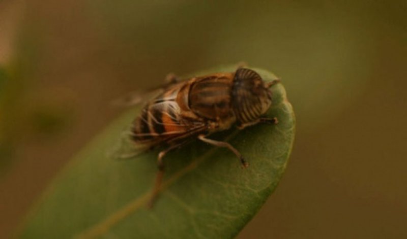 Dünyanın en tehlikeli hayvanları