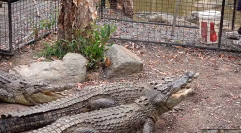 Dünyanın en tehlikeli hayvanları