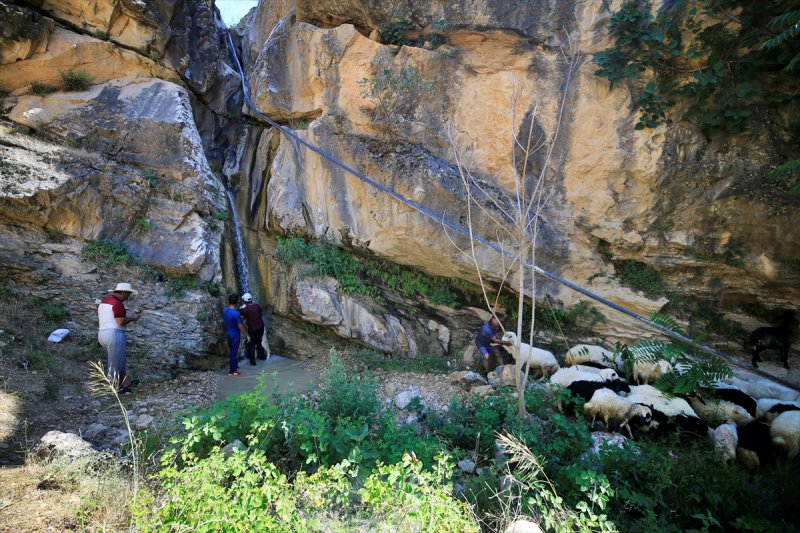 Sıcaktan bunalan küçükbaş hayvanlar şelalede serinliyor