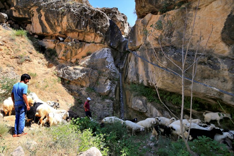 Sıcaktan bunalan küçükbaş hayvanlar şelalede serinliyor