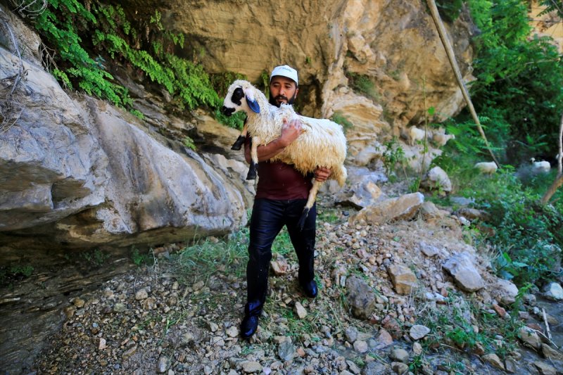 Sıcaktan bunalan küçükbaş hayvanlar şelalede serinliyor