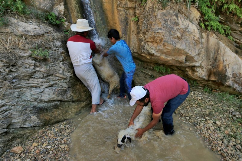 Sıcaktan bunalan küçükbaş hayvanlar şelalede serinliyor