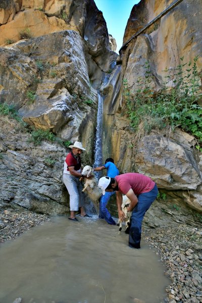 Sıcaktan bunalan küçükbaş hayvanlar şelalede serinliyor