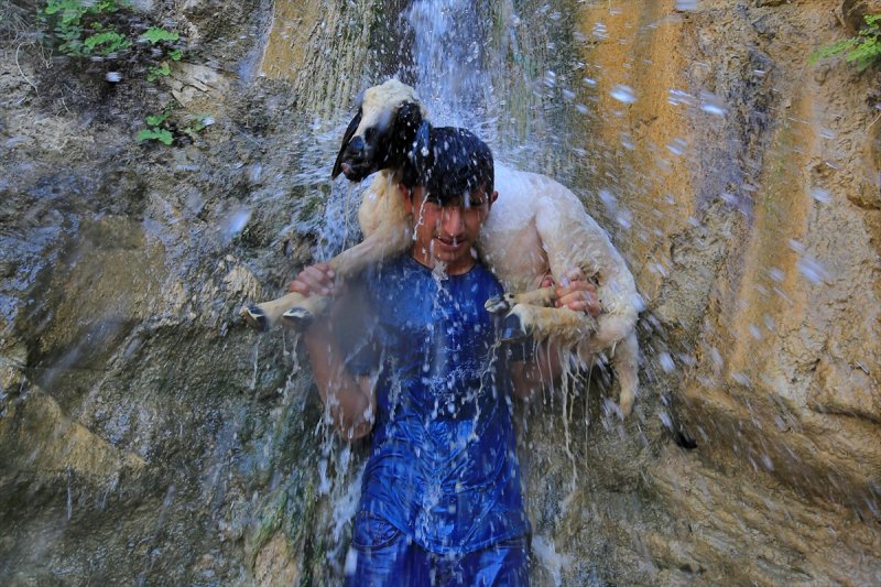 Sıcaktan bunalan küçükbaş hayvanlar şelalede serinliyor