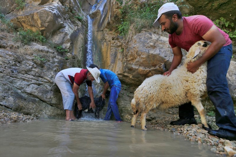 Sıcaktan bunalan küçükbaş hayvanlar şelalede serinliyor