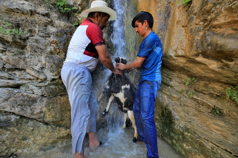 Sıcaktan bunalan küçükbaş hayvanlar şelalede serinliyor