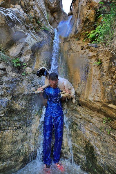 Sıcaktan bunalan küçükbaş hayvanlar şelalede serinliyor