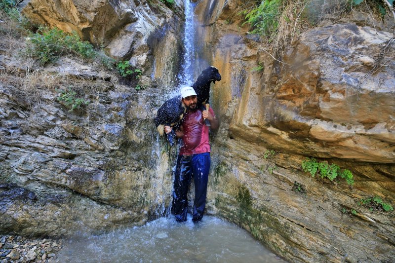 Sıcaktan bunalan küçükbaş hayvanlar şelalede serinliyor