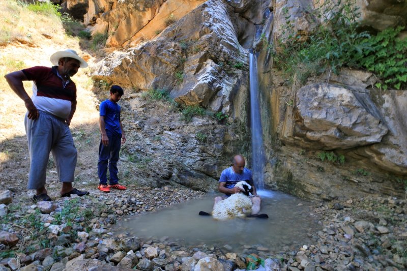 Sıcaktan bunalan küçükbaş hayvanlar şelalede serinliyor