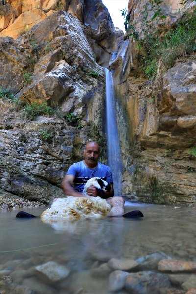 Sıcaktan bunalan küçükbaş hayvanlar şelalede serinliyor
