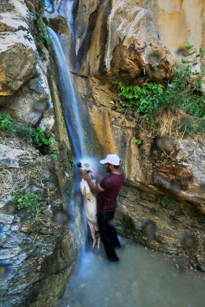 Sıcaktan bunalan küçükbaş hayvanlar şelalede serinliyor