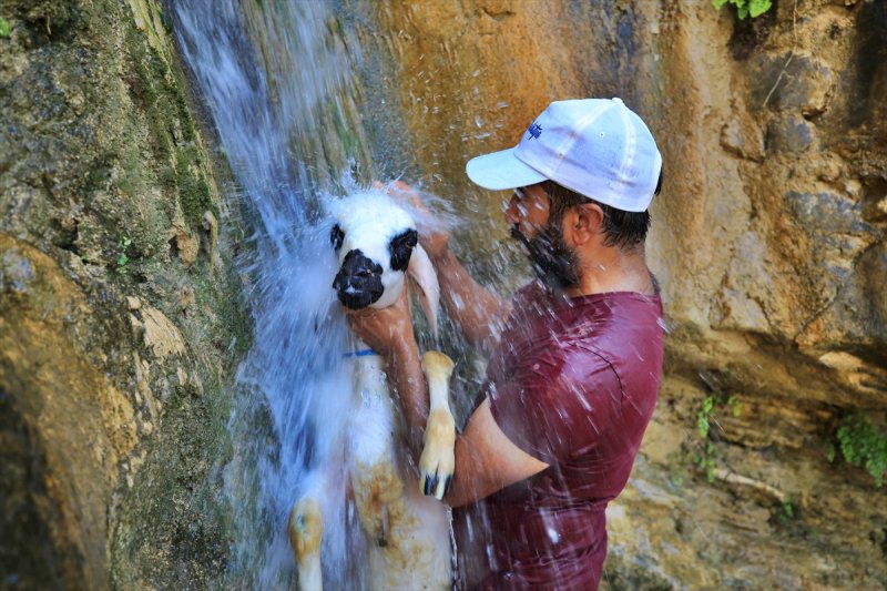 Sıcaktan bunalan küçükbaş hayvanlar şelalede serinliyor