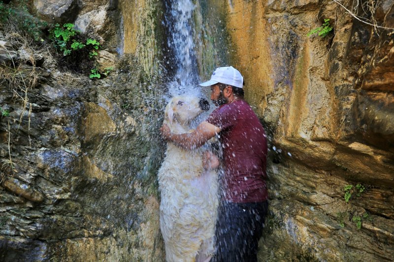 Sıcaktan bunalan küçükbaş hayvanlar şelalede serinliyor