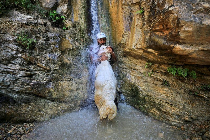 Sıcaktan bunalan küçükbaş hayvanlar şelalede serinliyor