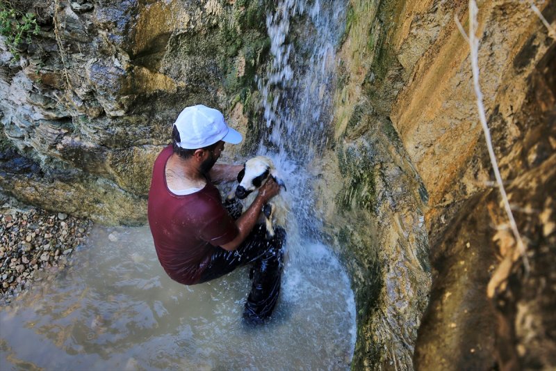 Sıcaktan bunalan küçükbaş hayvanlar şelalede serinliyor