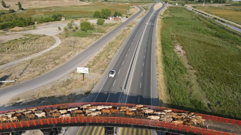 Erzincan'da Ekolojik Üst Geçit, güvenli geçiş rotası oldu