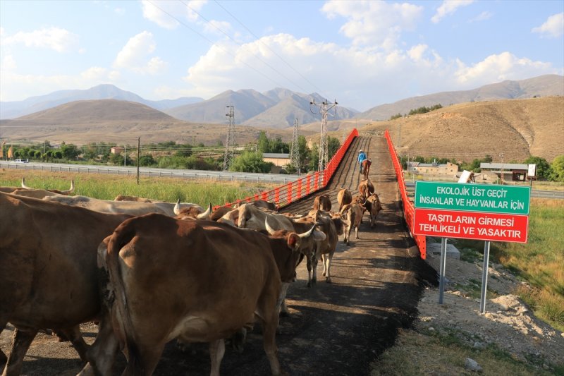 Erzincan'da Ekolojik Üst Geçit, güvenli geçiş rotası oldu