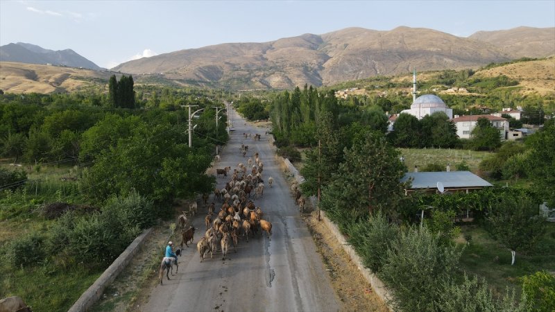 Erzincan'da Ekolojik Üst Geçit, güvenli geçiş rotası oldu