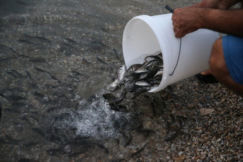 Balıklar, tezgahlardaki yerlerini aldı