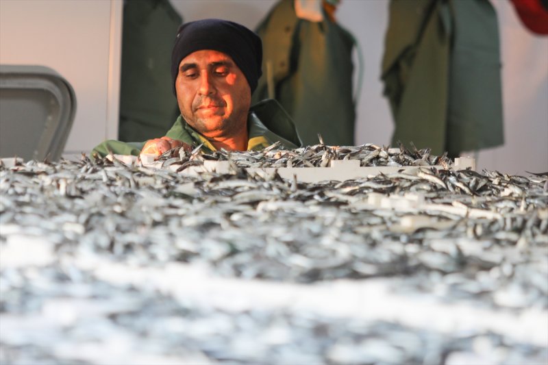 Balıklar, tezgahlardaki yerlerini aldı