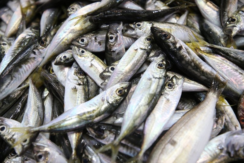 Balıklar, tezgahlardaki yerlerini aldı