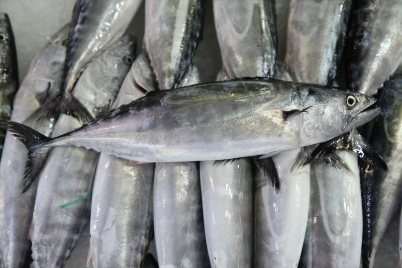 Balıklar, tezgahlardaki yerlerini aldı