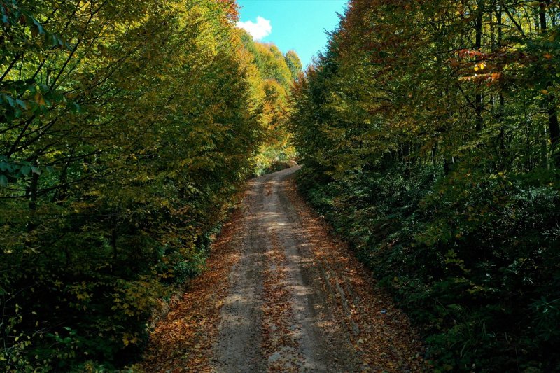 Kocaeli'de sonbahar renkleri