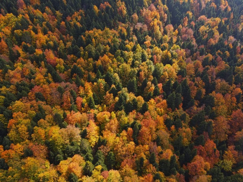 Uludağ'da güz güzelliği
