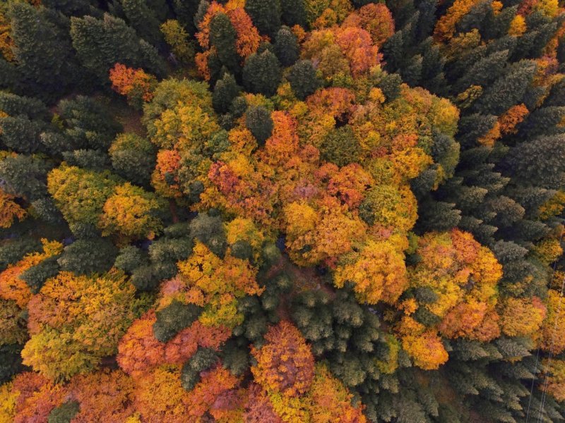 Uludağ'da güz güzelliği