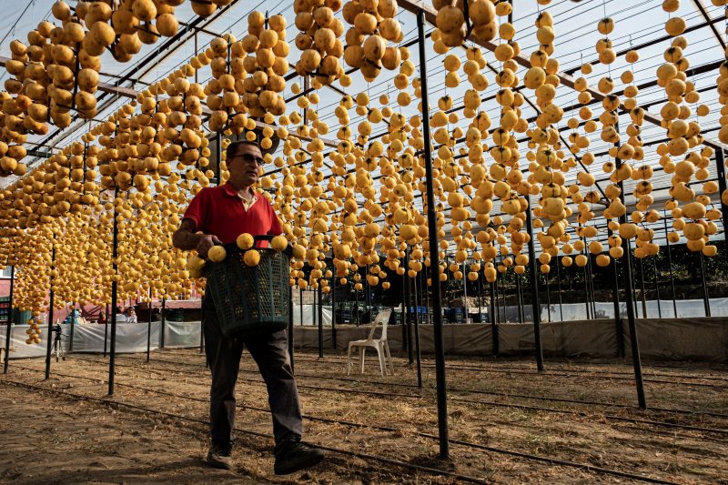 Cennet elmaları kurutularak bir mahalleyi geçindiriyor