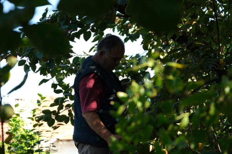 Cennet elmaları kurutularak bir mahalleyi geçindiriyor