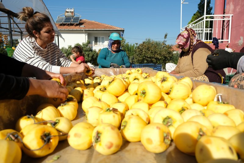 Cennet elmaları kurutularak bir mahalleyi geçindiriyor