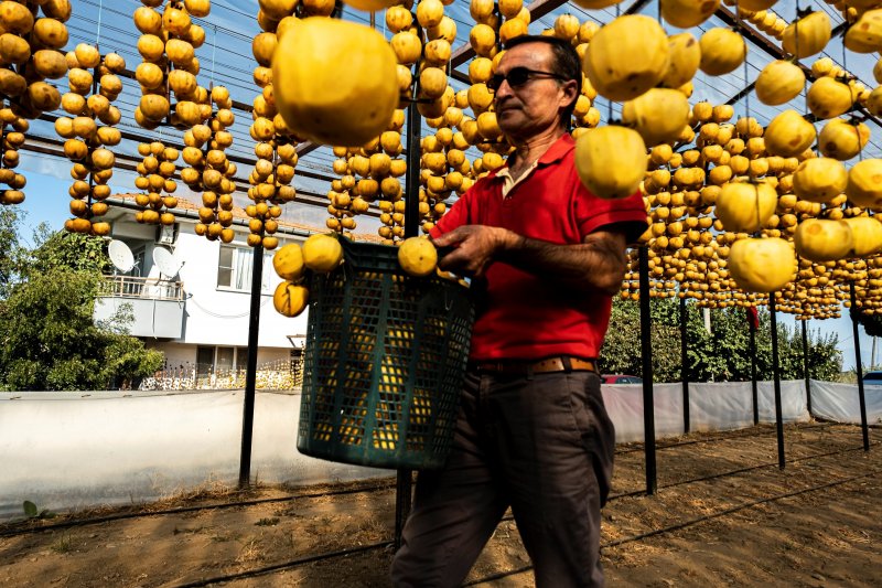 Cennet elmaları kurutularak bir mahalleyi geçindiriyor