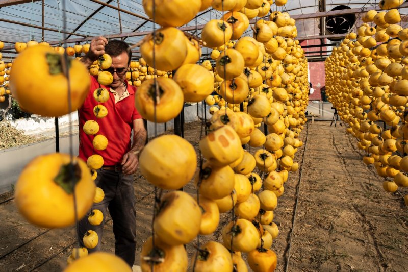 Cennet elmaları kurutularak bir mahalleyi geçindiriyor