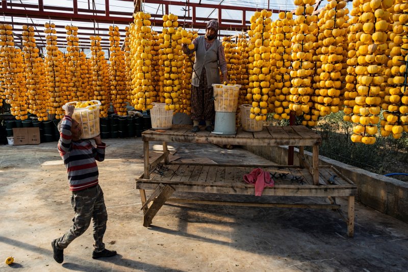 Cennet elmaları kurutularak bir mahalleyi geçindiriyor