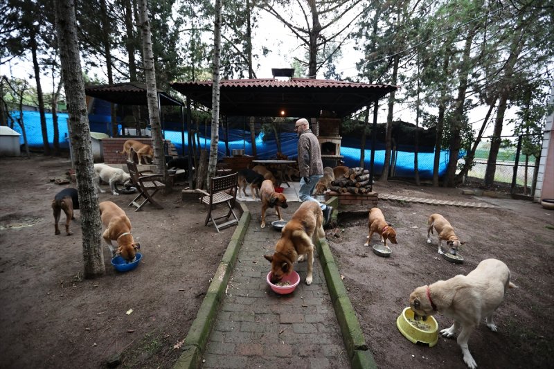 Sokaktan kurtardığı onlarca hayvan için İstanbul'dan köye taşındı