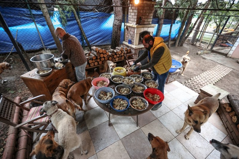 Sokaktan kurtardığı onlarca hayvan için İstanbul'dan köye taşındı
