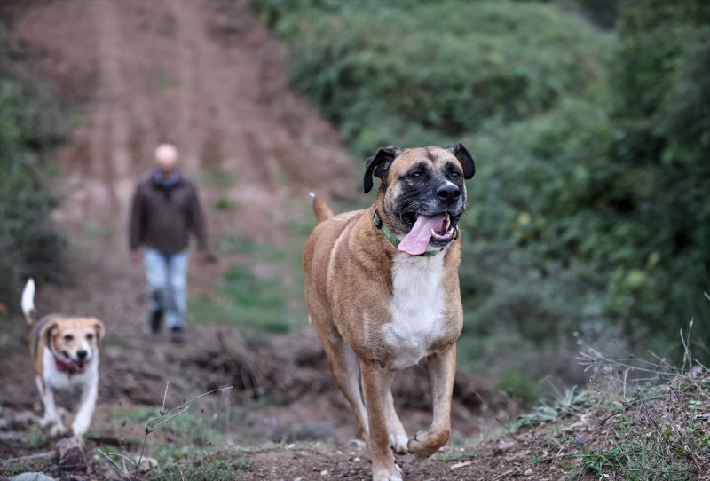 Sokaktan kurtardığı onlarca hayvan için İstanbul'dan köye taşındı