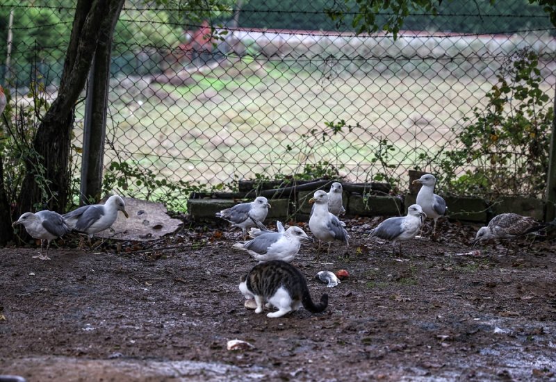 Sokaktan kurtardığı onlarca hayvan için İstanbul'dan köye taşındı
