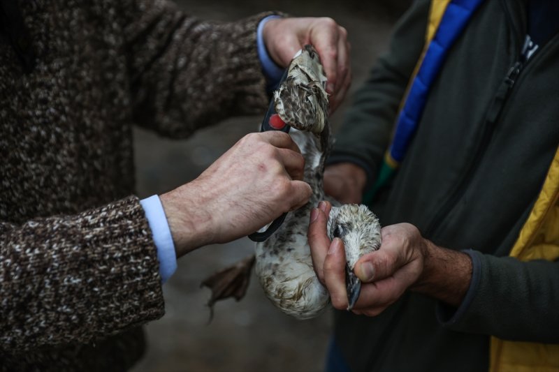 Sokaktan kurtardığı onlarca hayvan için İstanbul'dan köye taşındı